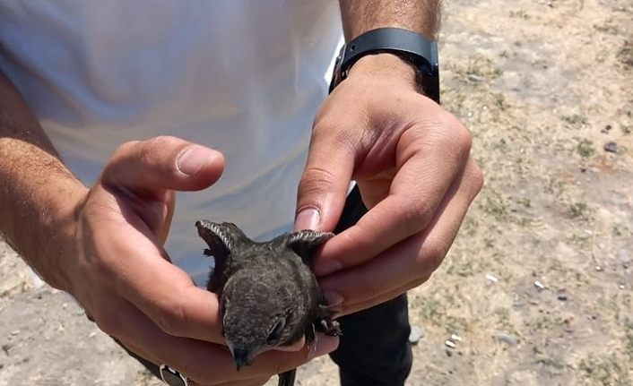 Tedavisi tamamlanan Ebabil kuşu doğaya bırakıldı