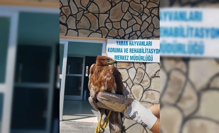 Yaralı Kızıl Şahin tedavi altına alındı