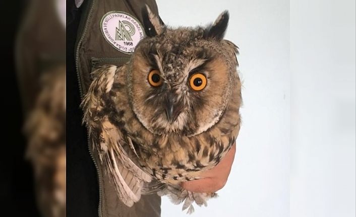 Yaralı Kulaklı Orman Baykuşu tedavi altına alındı