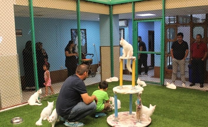 Dünyaca ünlü Van kedilerine ziyaretçi akını