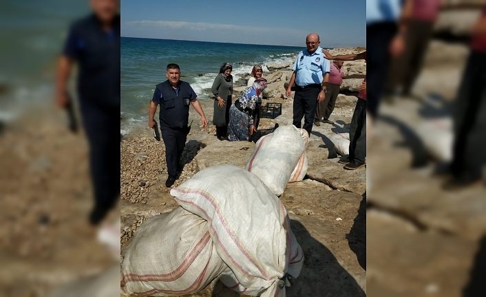 Van Gölü sahillerinde yün denetimi