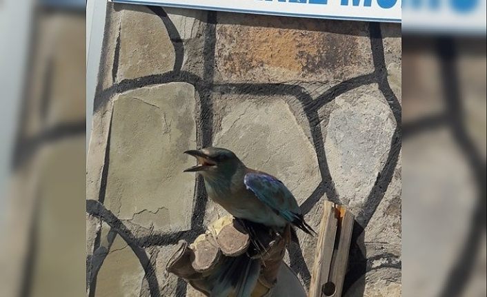 Yaralı Gökkuzgun kuşu tedavi altına alındı