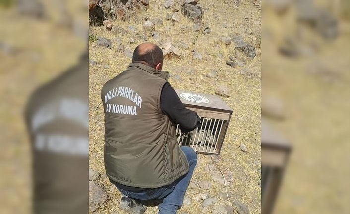 Tedavileri tamamlanan 12 keklik doğaya bırakıldı