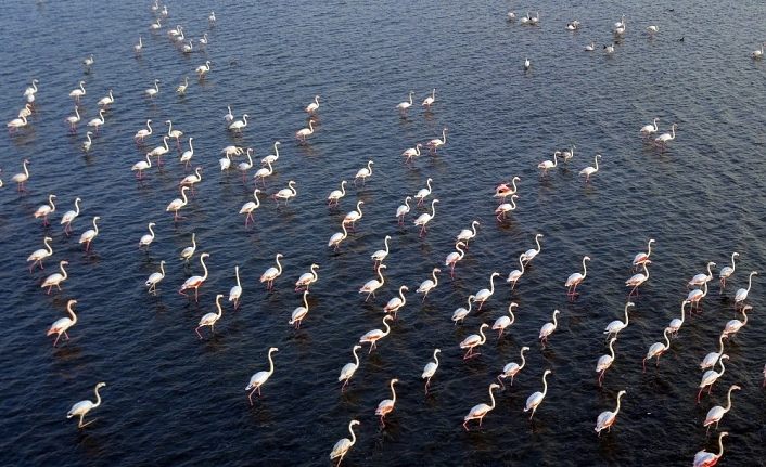 Van Gölü binlerce flamingoya ev sahipliği yapıyor