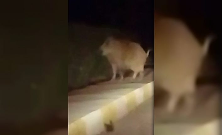 Yaban domuzu yerleşim alanına indi