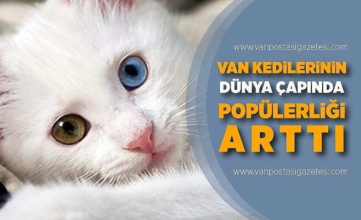 Van kedilerinin dünya çapında popülerliği arttı