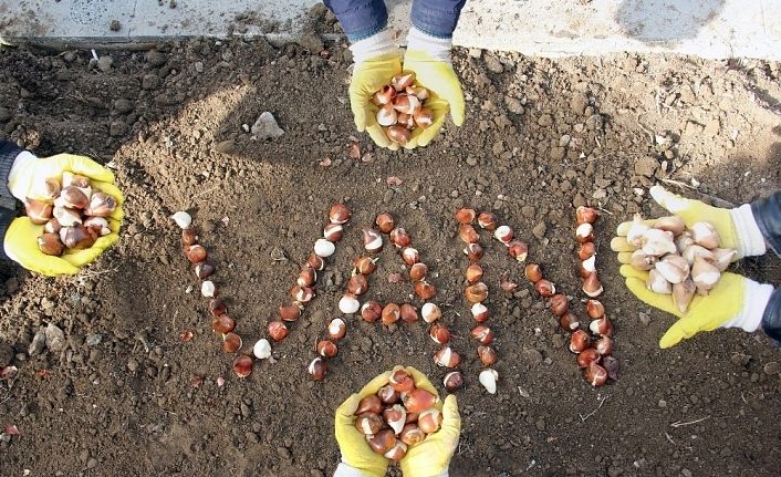Van’da 220 bin lale, sümbül ve nergis soğanı dikildi