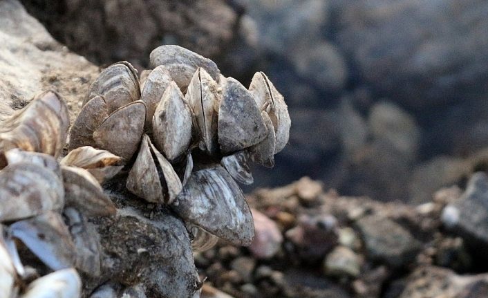 Zebra midyeler baraj gölünü tamamen istila etti