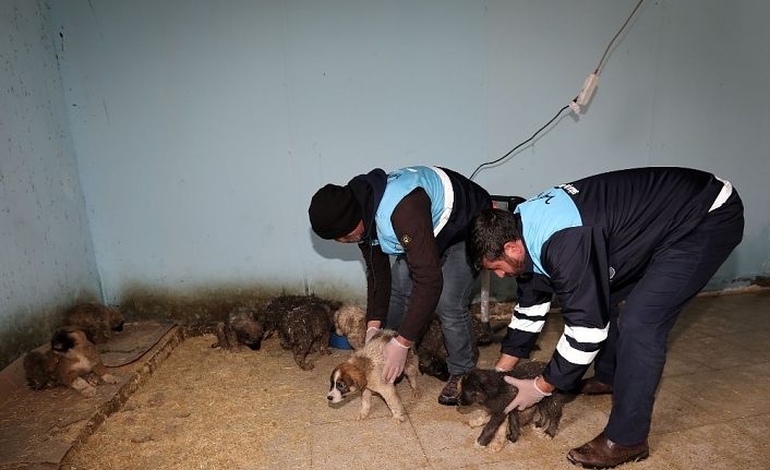 Aç kalan yavru köpekler için seferberlik