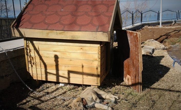 Atık malzemeden sokak hayvanlarına sıcak yuva