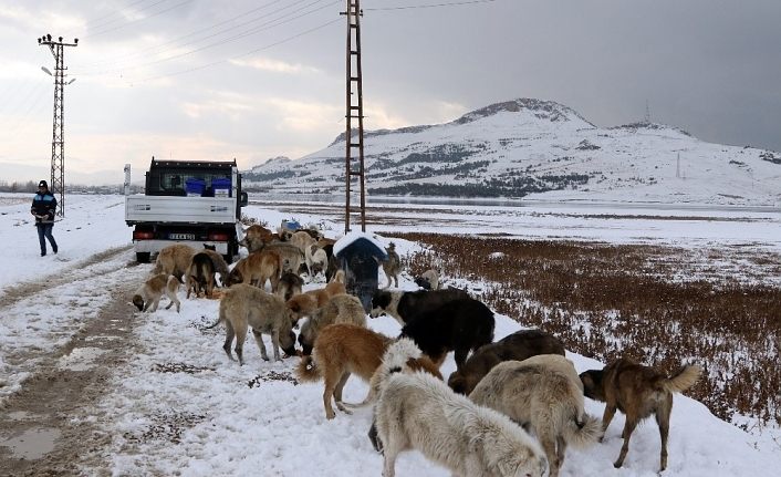 Sokak ve yaban hayvanlarına şefkat eli