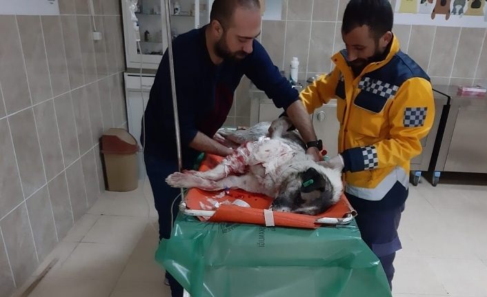 Yaralı köpeğe polis şefkati