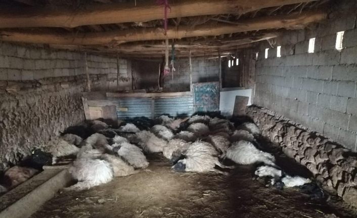 Van Başkale'de tilkiyi kurt zanneden koyunlar korkudan birbirini ezdi
