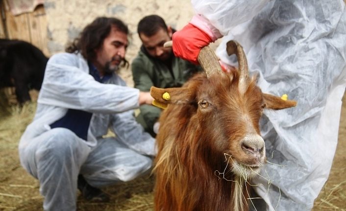 Veteriner hekimler, yaralı hayvanlar için seferber oldu