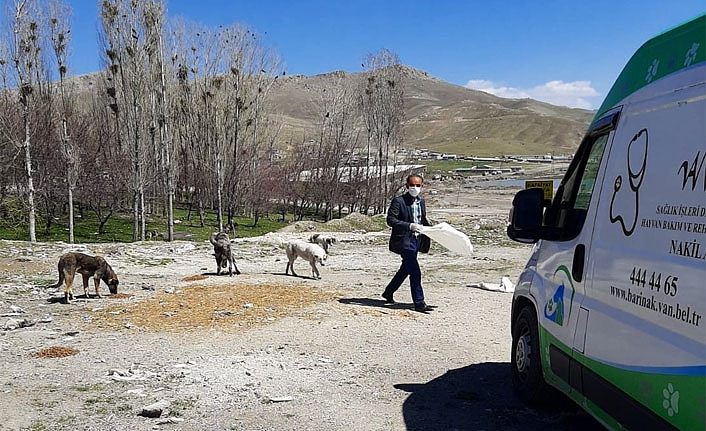 Van Büyükşehir Belediyesinden Sokak hayvanları için anlamlı farkındalık