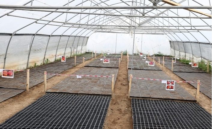 Van Büyükşehir Belediyesinden yerli tohum atağı