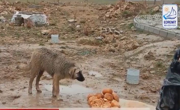 Van Edremit Belediyesi Sokak hayvanlarının yanında