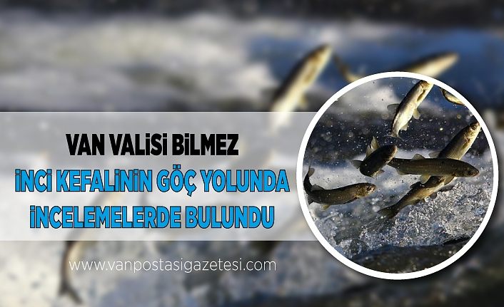Van Valisi Bilmez inci kefalinin göç yolunda incelemelerde bulundu