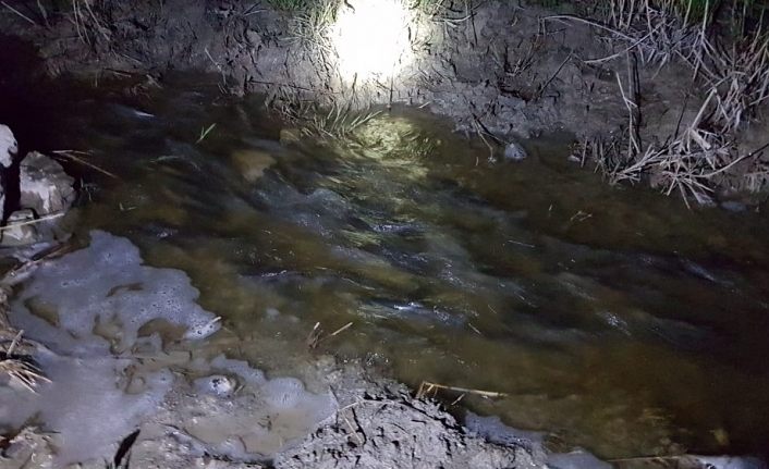 Erçek Gölü’nde yaşayan inci kefali balığı göçe başladı
