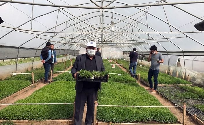 Van Büyükşehir Belediyesi ürettiği yerli fideleri dağıttı