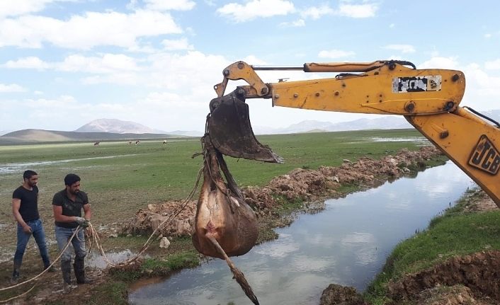 Van'da beli kırılan inek iş makinesi ile kurtarıldı