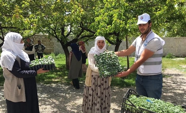 Van Edremit Belediyesi çiftçilere 170 bin sebze fidesi dağıttı