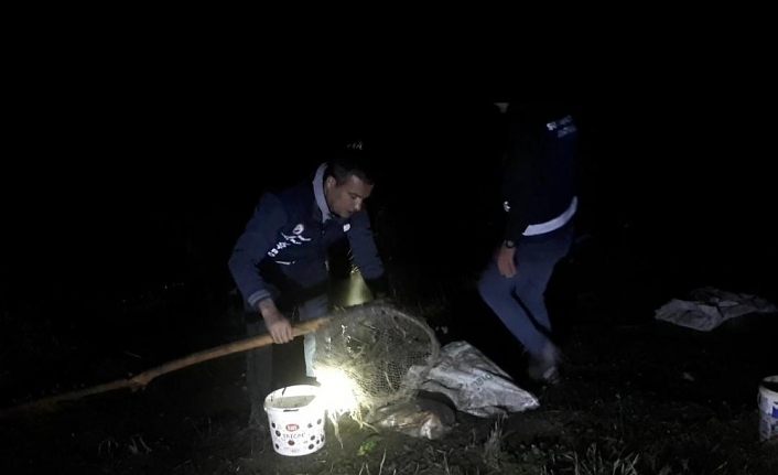 Van Gölü’nde kaçak balık avcılığı