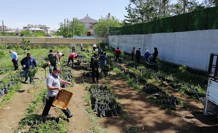 Ak Parti Van Milletvekili Arvas: Van ve Erciş Üzüm bağı oluyor