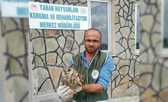 Van’da yaralı kuşlar tedavi altına alındı