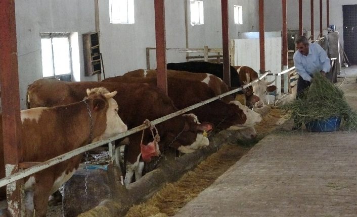 Bahçesaray’da simental ırkı hayvan yetiştiriciliği yaygınlaşıyor