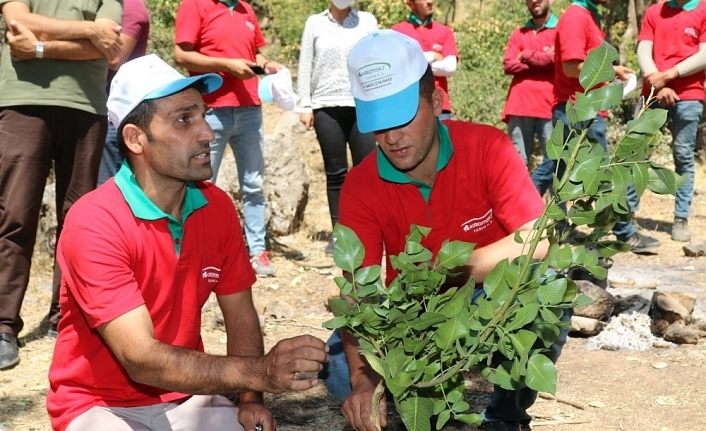 Çatak’taki bıttım ağaçları fıstık ağacına dönüştürülüyor