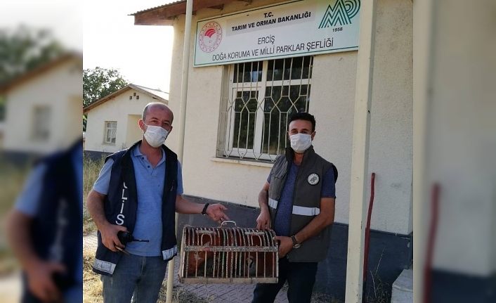 Van’da kaçak avlanılan 2 kınalı kekliğe el konuldu