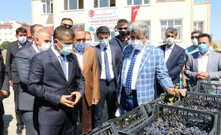 Erciş Belediyesi üzüm bağlarının bağ bozumunu yaptı
