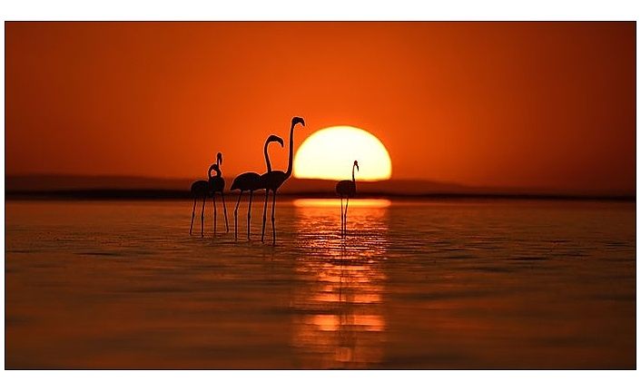 Van Gölü binlerce flamingoya ev sahipliği yapıyor