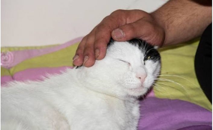 Çatak Belediyesi sokak hayvanlarını sahiplendi