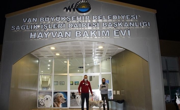 Van Büyükşehir Belediyesi bir sokak hayvanını daha sağlığına kavuşturup sahiplendirdi