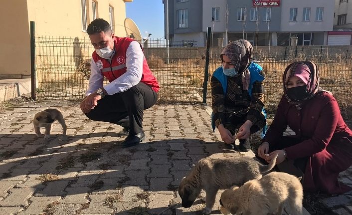Çaldıran Gençlik Merkezi sokak hayvanlarına sahip çıktı