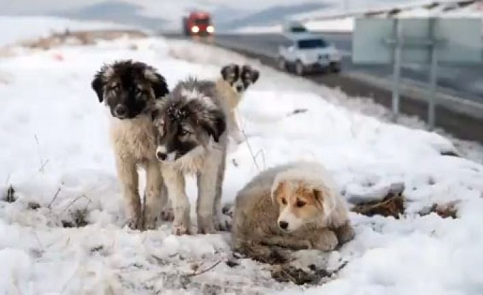Dağ başında ölüme terk edilen yavru köpeklere Van Büyükşehir Belediyesi sahip çıktı