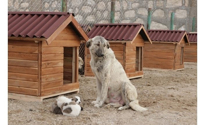 Edremit Belediyesi’nden “sokaktaki canlar doysun” projesi