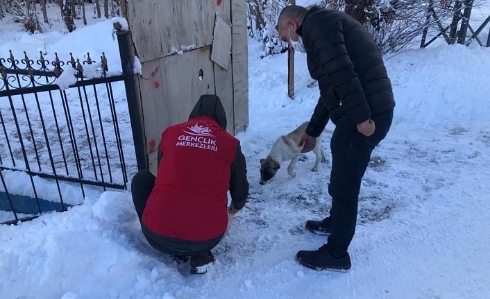Gürpınar Gençlik Merkezi ekipleri sokak hayvanlarının bakımını yaptı 