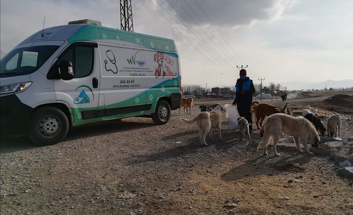 Van Büyükşehir Belediyesi can dostlarını unutmadı