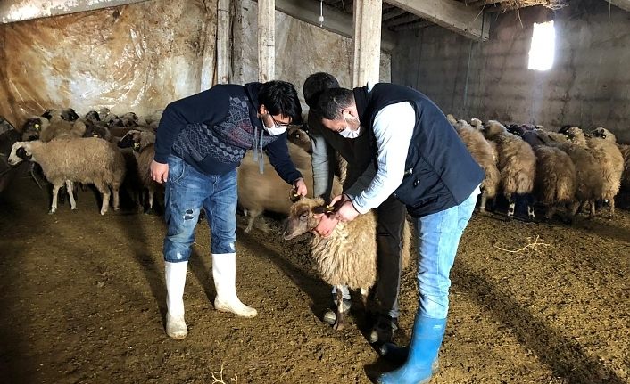 Van İl Tarım ve Orman Müdürlüğü, küçükbaş hayvan bakımı yaptı