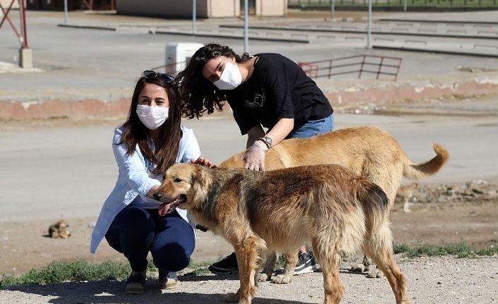 Van’da sokak hayvanları yalnız değil