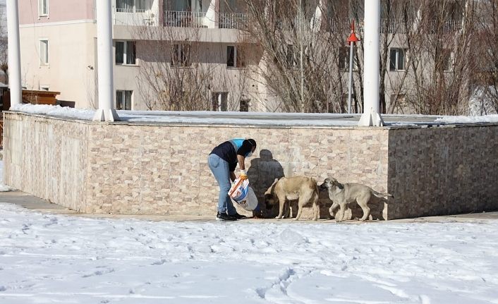 Gürpınar Belediyesi, sokak hayvanlarına sahip çıktı
