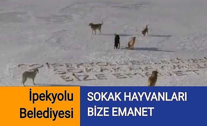 İpekyolu Belediyesi: Sokak hayvanları bize emanet