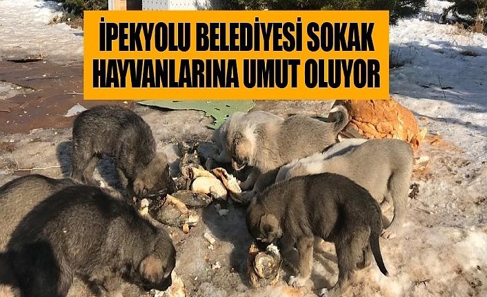 İPEKYOLU BELEDİYESİ SOKAK HAYVANLARINA UMUT OLUYOR