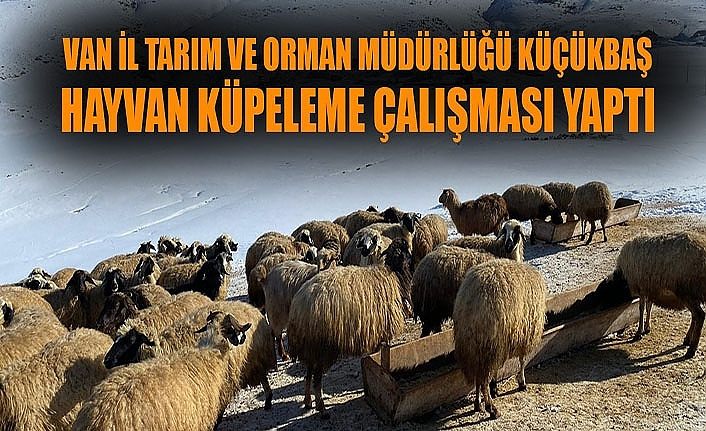 Van İl Tarım ve Orman Müdürlüğü küçükbaş hayvan küpeleme çalışması yaptı