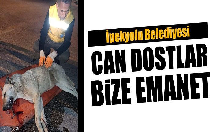 İpekyolu Belediyesi: Can dostlar bize emanet