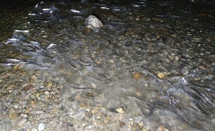 İnci kefalinin muhteşem gece yolculuğu