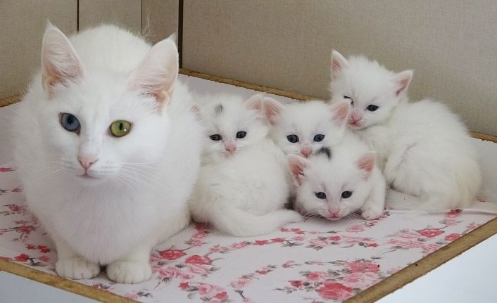 Van kedilerinde birinci parti doğumlar bitti
